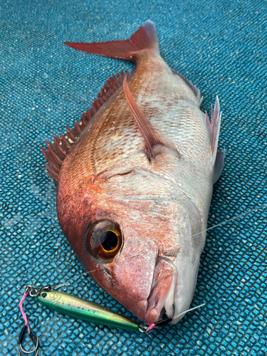 マダイの釣果