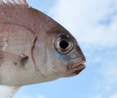 チャリコの釣果