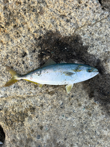 ツバスの釣果