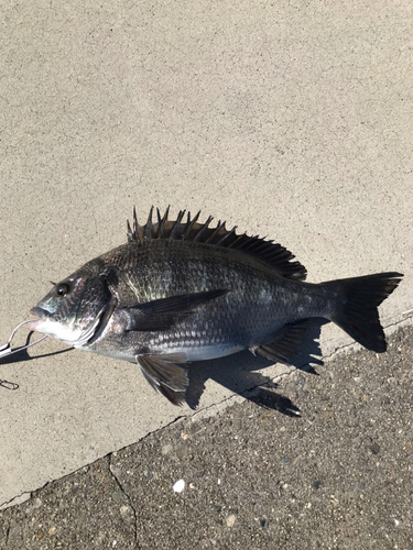 クロダイの釣果