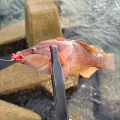 ベラの釣果