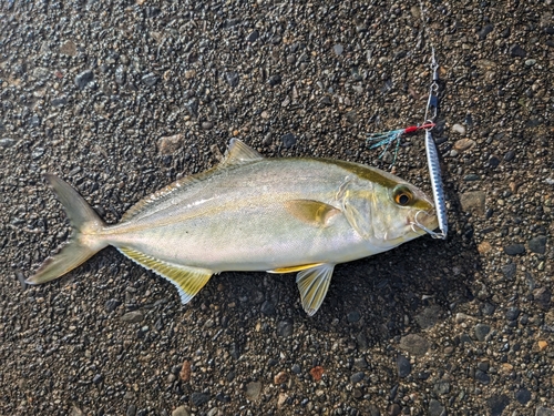 ショゴの釣果