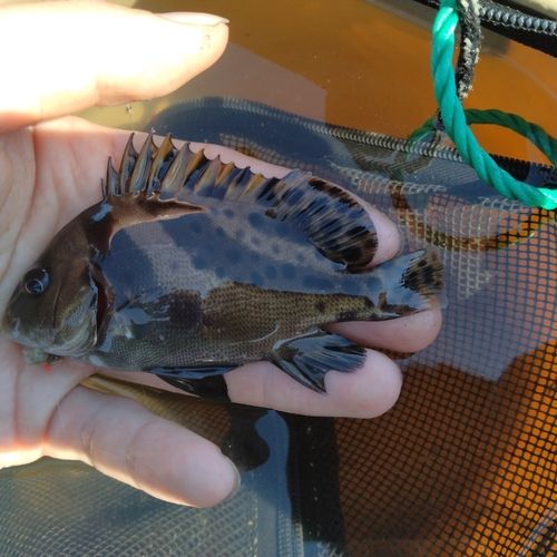 コショウダイの釣果