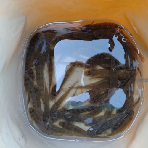 マハゼの釣果