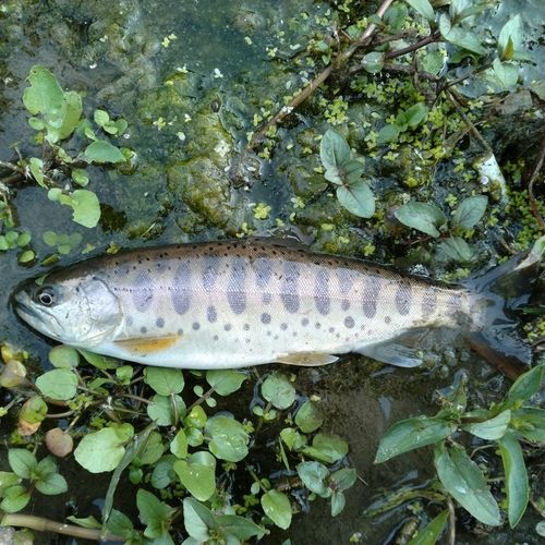 ヤマメの釣果