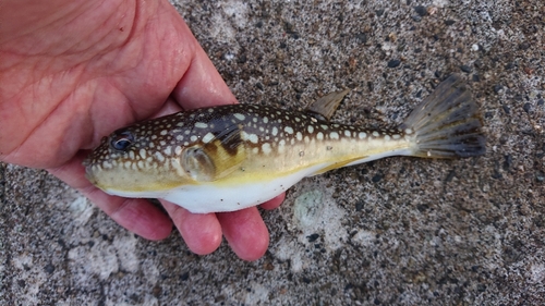 コモンフグの釣果