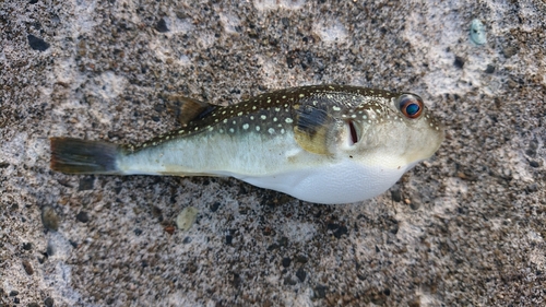 クサフグの釣果