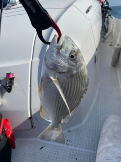 ヘダイの釣果