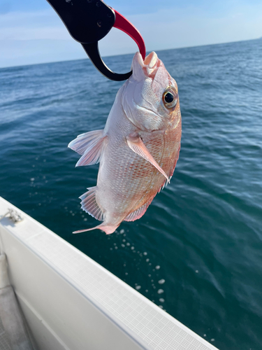 マダイの釣果