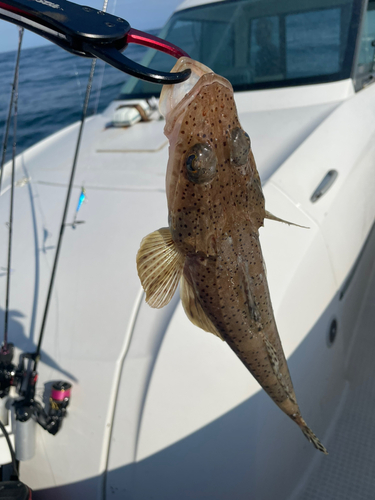 ワニゴチの釣果