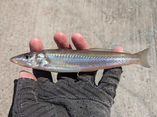 シロギスの釣果