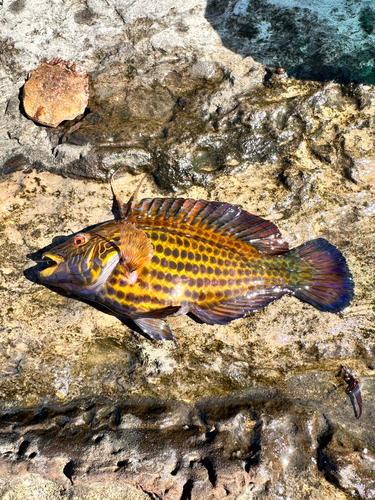 オハグロベラの釣果