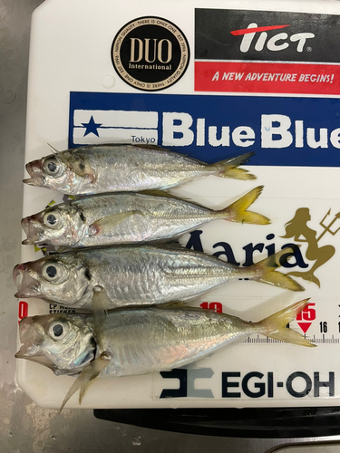 アジの釣果