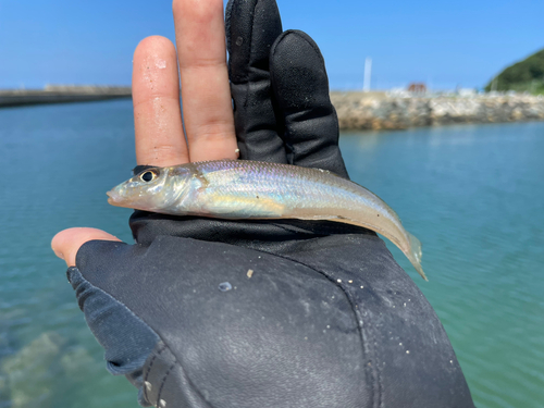 キスの釣果