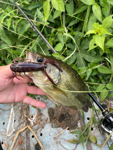 ブラックバスの釣果