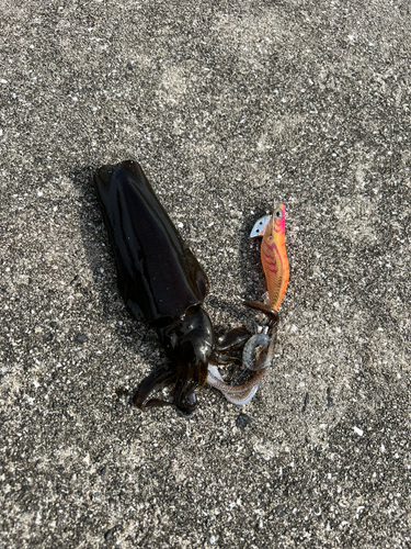 コウイカの釣果