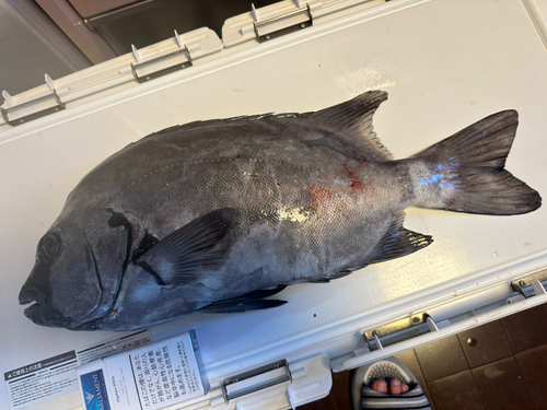 イシダイの釣果