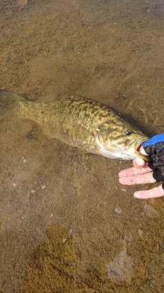 スモールマウスバスの釣果