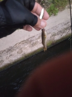 アブラハヤの釣果