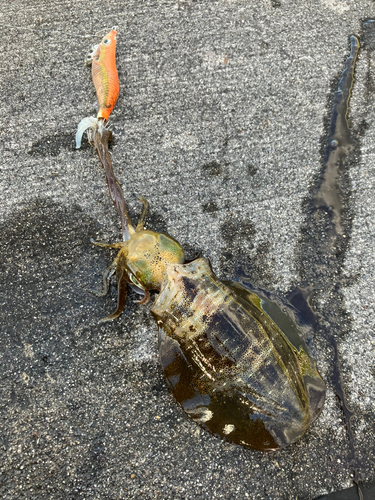 アオリイカの釣果