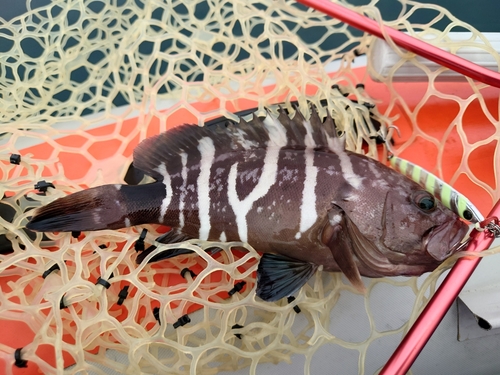 アオハタの釣果