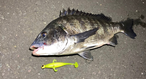 クロダイの釣果