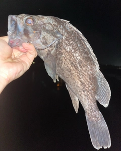 クロソイの釣果