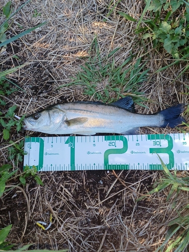 セイゴ（マルスズキ）の釣果