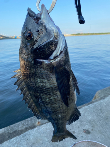 キビレの釣果