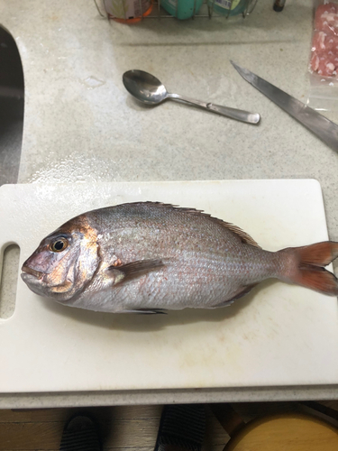 タイの釣果