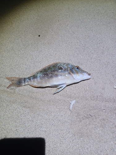 ハマフエフキの釣果