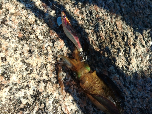 アオリイカの釣果