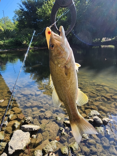 スモールマウスバスの釣果