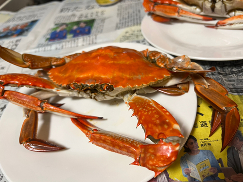 ワタリガニの釣果