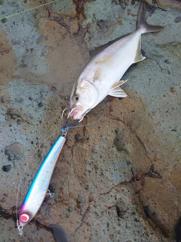 ショゴの釣果