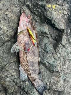 オオモンハタの釣果