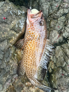 オオモンハタの釣果