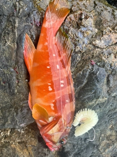 アカハタの釣果