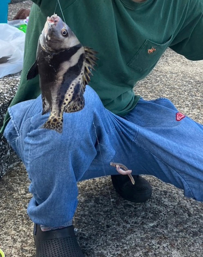 コショウダイの釣果