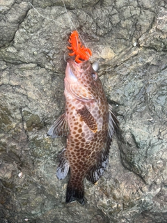 オオモンハタの釣果