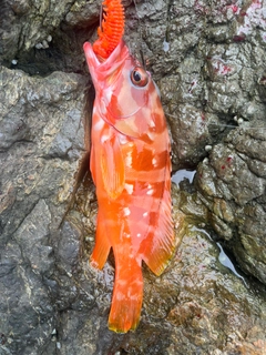 アカハタの釣果