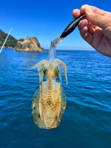 アユの釣果