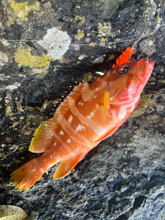 アカハタの釣果