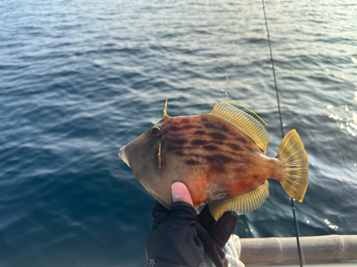 カワハギの釣果