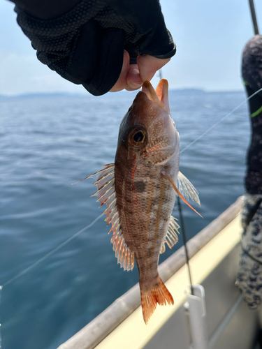 イトフエフキの釣果