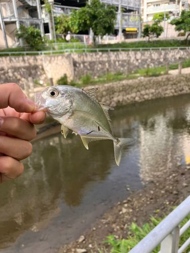 ロウニンアジの釣果