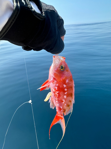 サクラダイの釣果