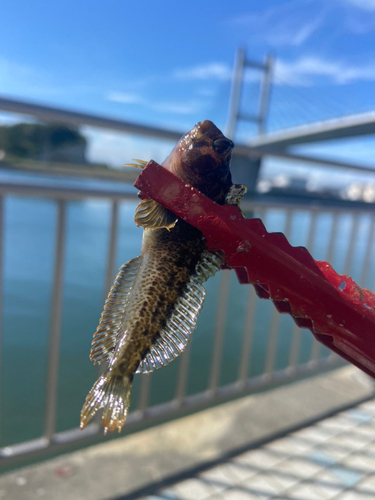 イソギンポの釣果