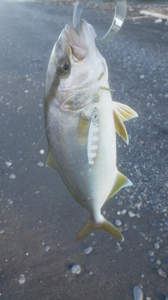 カンパチの釣果