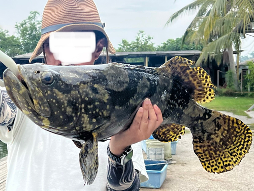 タマカイの釣果